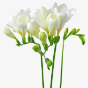 Freesia