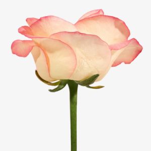 French Rose