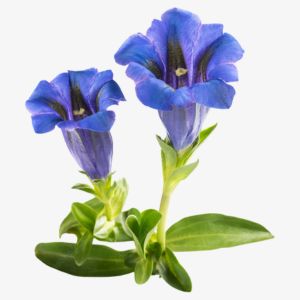 Gentiana