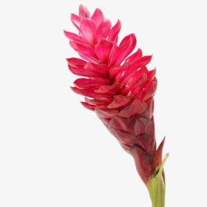 Ginger Flower