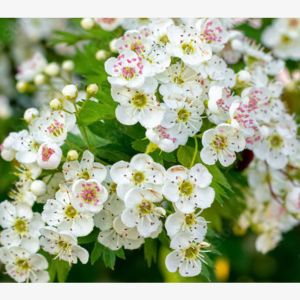 Hawthorn