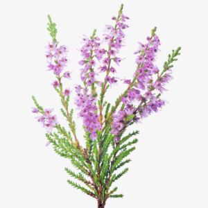 Heather