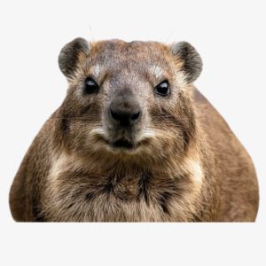 Hyrax