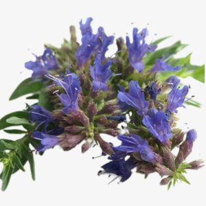 Hyssop