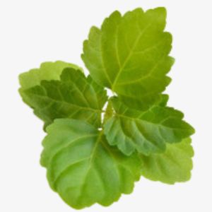 Indonesian Patchouli