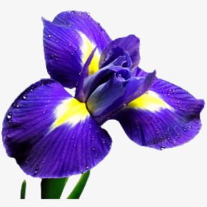 Iris