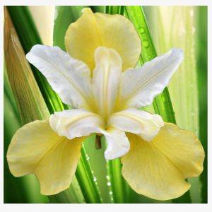Iris Butter