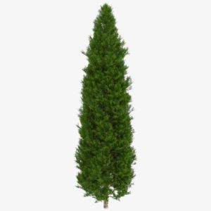 Italian Cypress