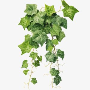 Ivy