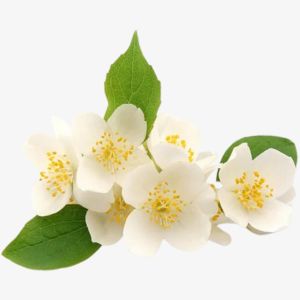 Jasmine