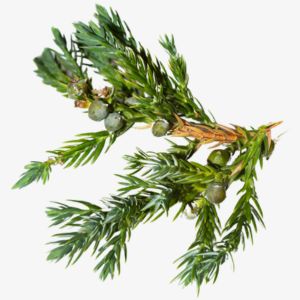 Juniper