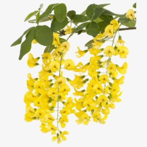 Laburnum