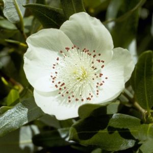 Leatherwood