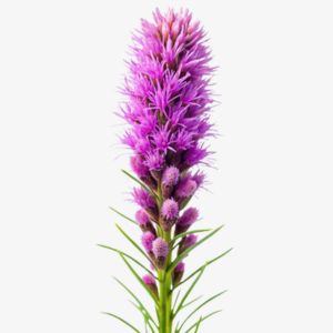 Liatris