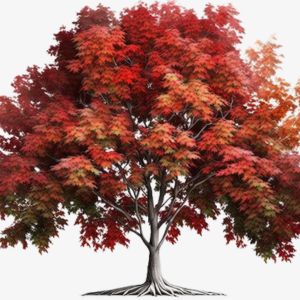 Liquidambar