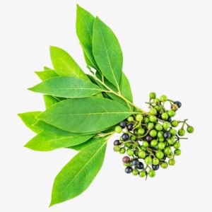 Litsea Cubeba