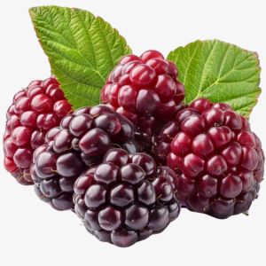 Loganberry
