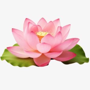 Lotus