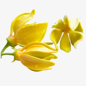 Lysylang