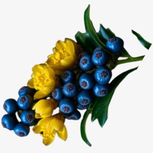Mahonia