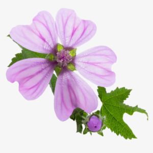 Malva