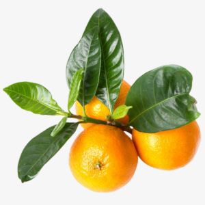 Mandarin Leaf