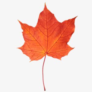 Maple