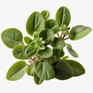 Marjoram