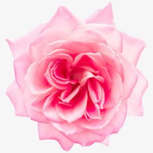 Moroccan Rose