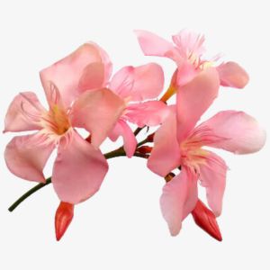 Nerium Oleander