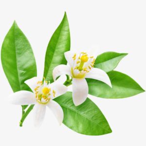 Neroli