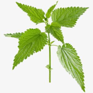 Nettle