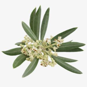 Olive Blossom