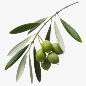 Olive Tree