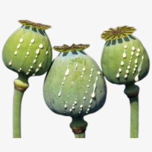 Opium