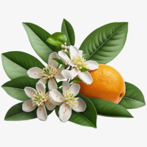 Orange Blossom