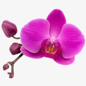 Orchid