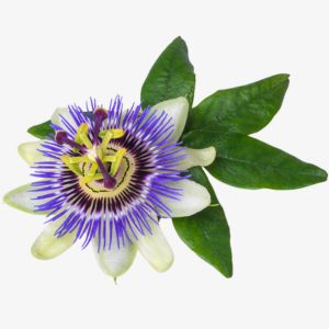 Passion Flower