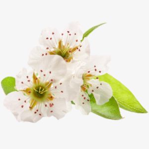 Pear Blossom