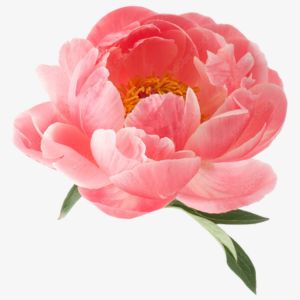 Peony