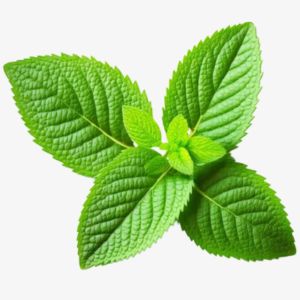 Peppermint