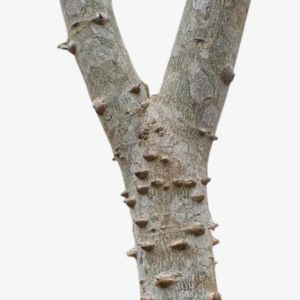 Pepperwood