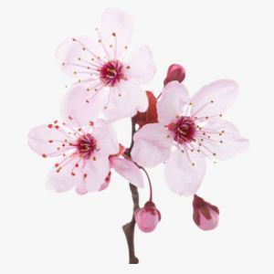 Plum Blossom