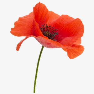 Poppy