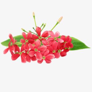 Rangoon Creeper