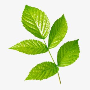 Raspberry Leaf