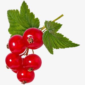 Red Currant