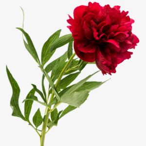 Red Peony
