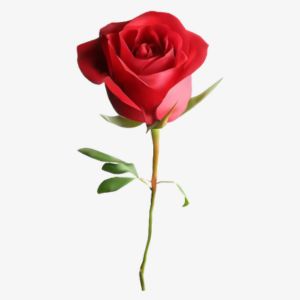 Red Rose