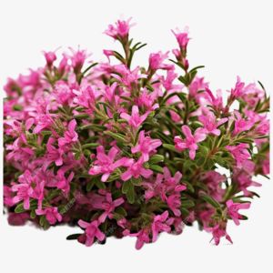 Red Thyme